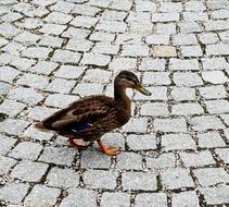 brown duck in the city