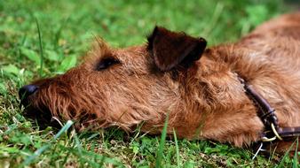 a dog playing in the grass