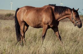 a big horse in the field