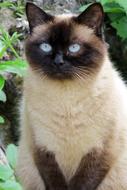 fluffy fat cat