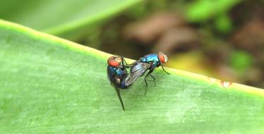 two flies on the foliage in the garden