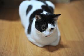 the cat with spots is lying