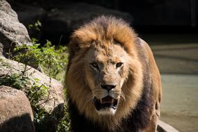big dangerous lion in the zoo
