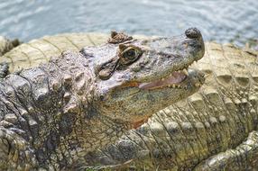 green crocodiles in the water