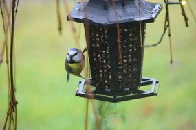 the bird in the feeder is cute