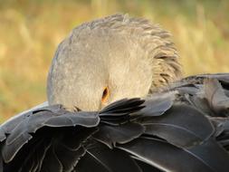 an eagle with a white head in the wing