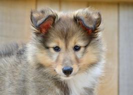 fluffy dog with cute ears