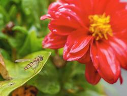wasp with a red flower view