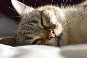 sleeping cute cat with a mustache