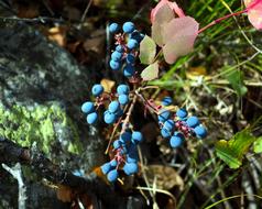 blue wild berries on the bush