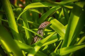 a small lizard in the grass
