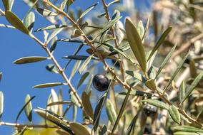 olive garden tree
