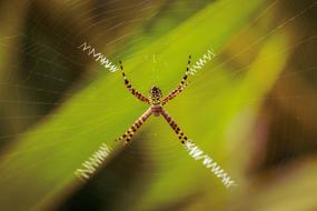 Spider at Wild Life