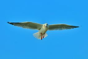 a flying bird in the blue sky