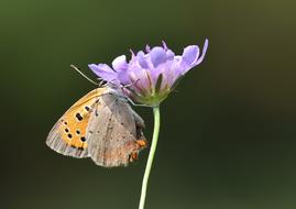 gorgeous flower butterfly view