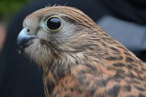 a bird with a big eye