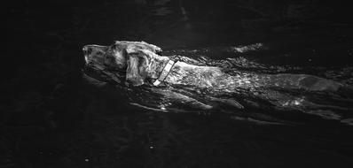 a floating dog in the water