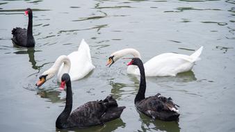 a flock of swans in the lake