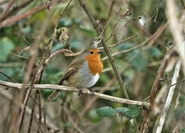 a small bird with a yellow face