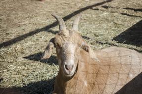 big goat at the zoo