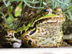 a big frog in the grass