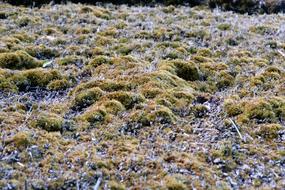 green moss on the roof