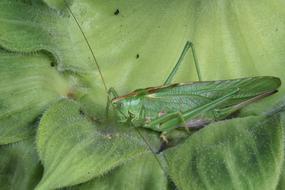 a large grasshopper on the foliage