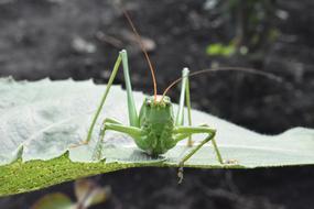 the grasshopper on the leaf looks