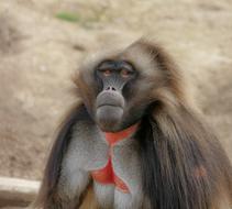 funny brown monkey