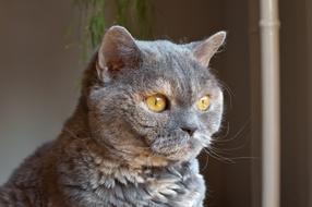 the cat looks out the window