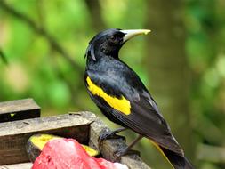 a black and yellow bird with a flower