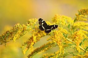 a butterfly with a yellow pattern on the grass