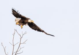 soaring eagle in the white sky