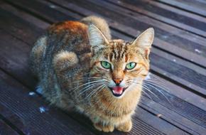 red cat with green eyes screaming