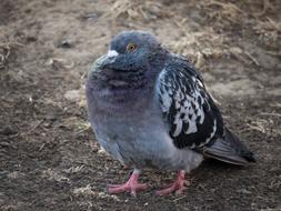 a feathered pigeon sits