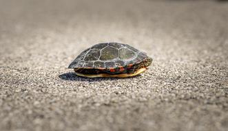 the turtle hid in its shell