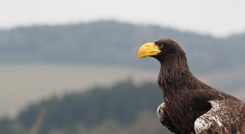 brown eagle by the mountains