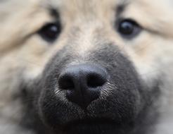 fluffy dog with a black nose