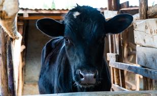 black cow with a white spot