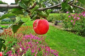 Juicy sweet apple on a branch