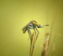 insect on yellow water