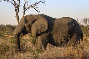 safari animal is big