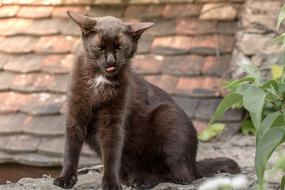 black cat with a white pattern