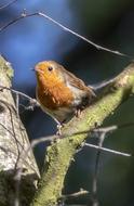 blackbird with trees