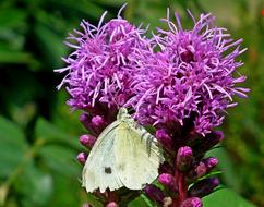 a beautiful purple flower with a large white butterfly.