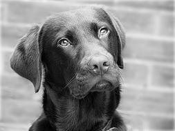 the dog is looking into the lens.