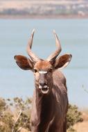 deer is a cute looking animal