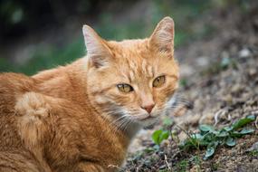 a handsome ginger cat staring into the lens.