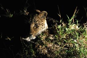 leopard in the shade