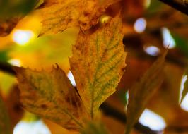 Leaves Sycamore Yellow